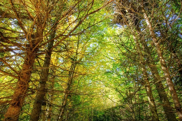 ป่าหนา hdr — ภาพถ่ายสต็อก
