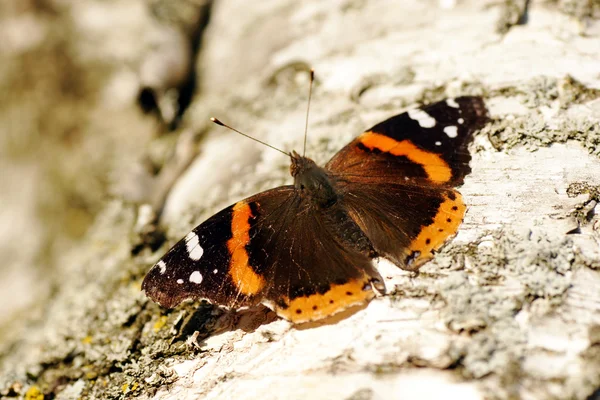 stock image Red admiral butterfly