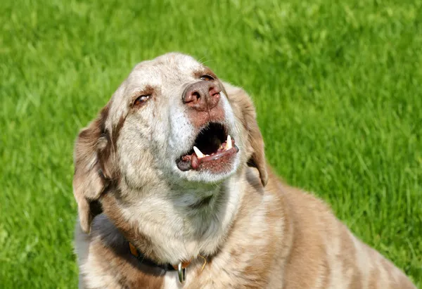 Большая собака лает — стоковое фото