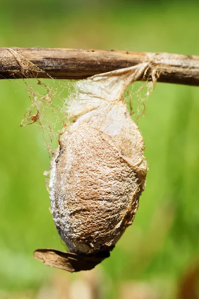 Cecropia moth cocoon — Stock Photo, Image