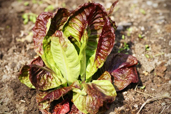 Roter Salat im Garten — Stockfoto
