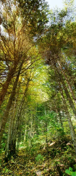 Vertikales Panorama des dichten Waldes — Stockfoto