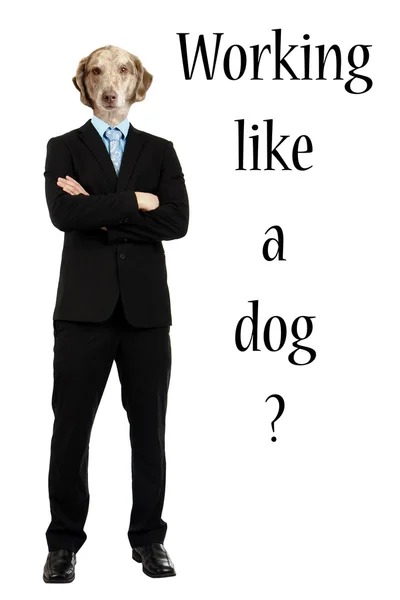 Funny working like a dog concept — Stock Photo, Image
