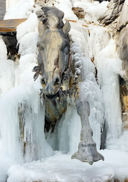 Hevonen tulossa ulos jäästä — kuvapankkivalokuva
