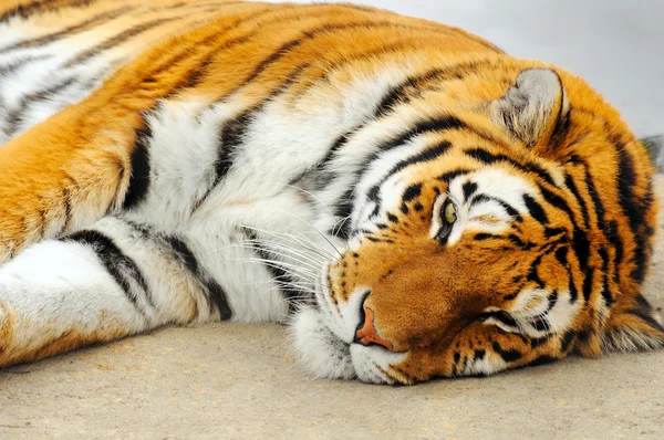 Сплячого тигра — стокове фото
