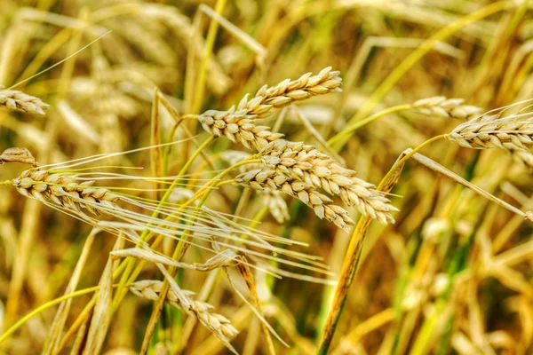 Золотые колосья пшеницы — стоковое фото