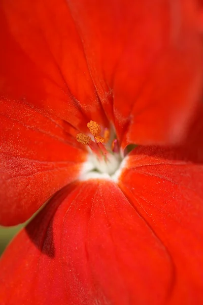 Rode bloem macro — Stockfoto