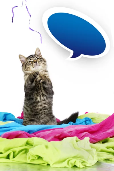 Konuşma balonu dizesiyle birlikte oynayan yavru kedi — Stok fotoğraf