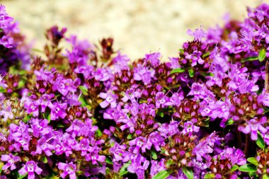 Intense color of thyme blossom clipart
