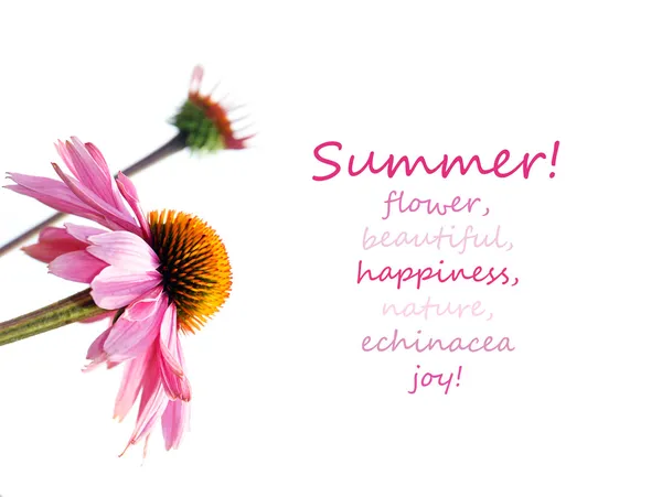 Pink coneflower with inspiring text — Stock Photo, Image