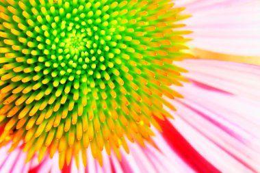 Neon echinacea or purple coneflower clipart