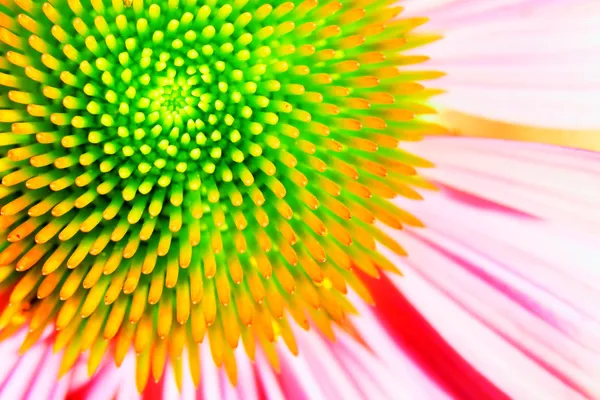 Neon jeżówki echinacea lub fioletowy — Zdjęcie stockowe