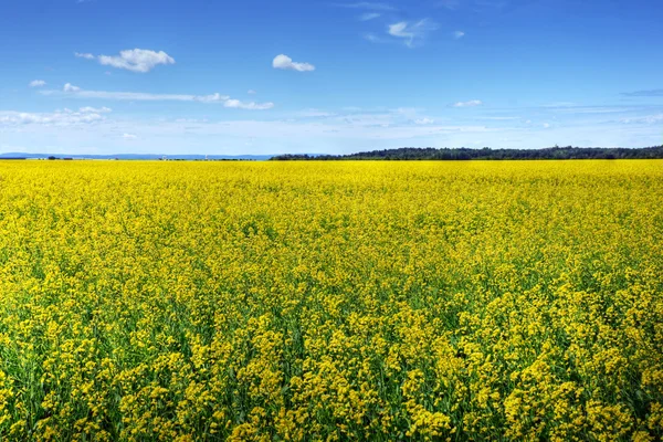 Canola or rapeseed cultivated field — Stock Photo, Image