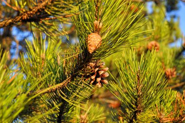 pinecones ağaç üzerinde