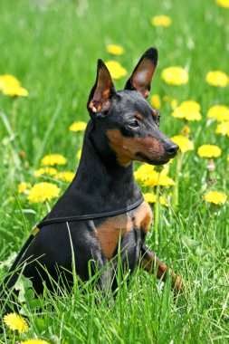 Minyatür pinscher.