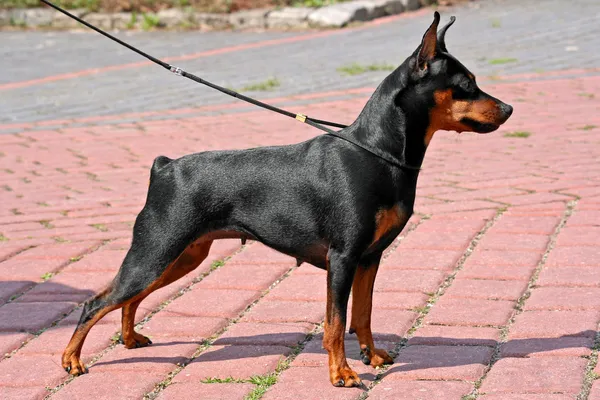 Miniatűr pinscher Stock Kép