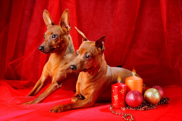 Zwei rote Zwergpinscher — Stockfoto