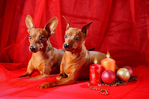 Dos pinschers rojos en miniatura — Foto de Stock
