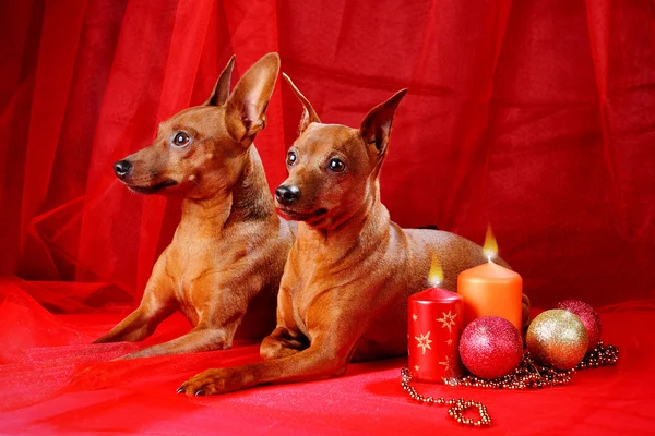 Dois Pinschers em miniatura vermelha — Fotografia de Stock