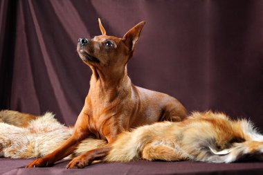 Kırmızı minyatür pinscher