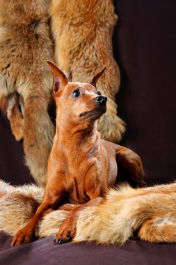 Kırmızı minyatür pinscher