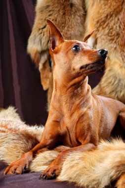 Red Miniature Pinscher clipart