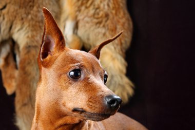 Kırmızı minyatür pinscher