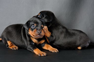 iki minyatür pinscher köpek yavrusu