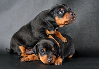 Two Miniature Pinscher Puppy clipart