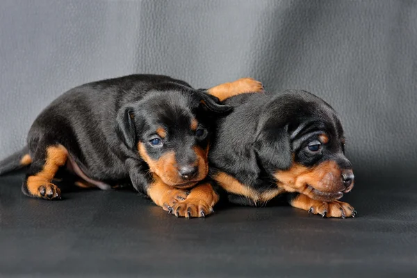 Dwa miniatura pinscher szczeniak — Zdjęcie stockowe