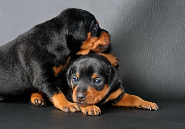 Twee dwergpinscher pup — Stockfoto