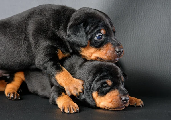 两个微型 pinscher 小狗 — 图库照片