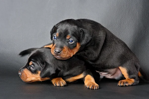两个微型 pinscher 小狗 — 图库照片