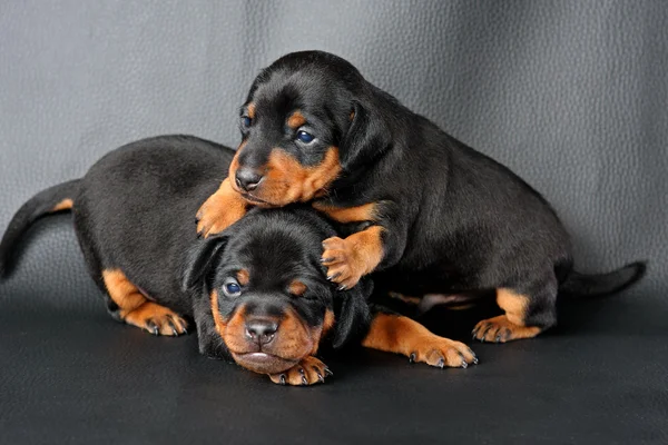 Dos cachorros miniatura Pinscher —  Fotos de Stock