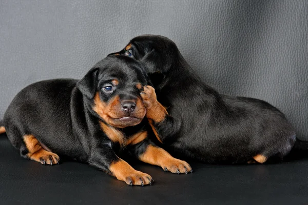 Twee dwergpinscher pup — Stockfoto