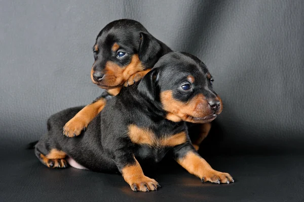 Dois Pinscher Filhote de cachorro em miniatura — Fotografia de Stock