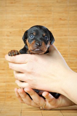 Miniature Pinscher Puppy clipart