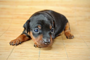 minyatür pinscher köpek yavrusu