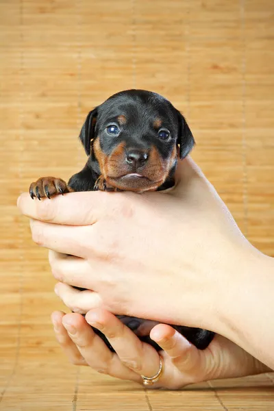 Dwergpinscher pup — Stockfoto