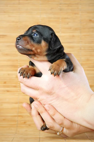 Cucciolo Pinscher in miniatura — Foto Stock