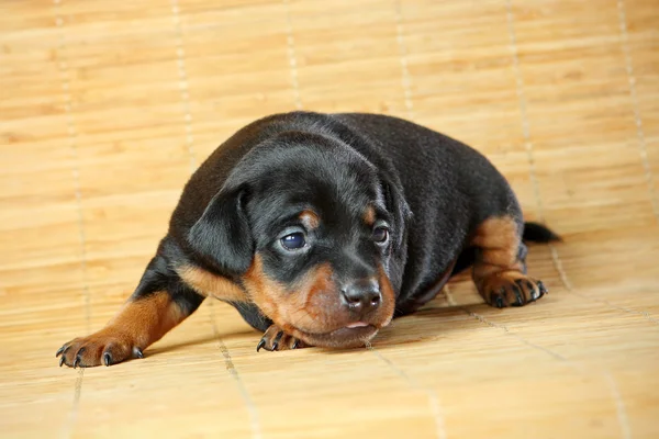 Dwergpinscher pup — Stockfoto