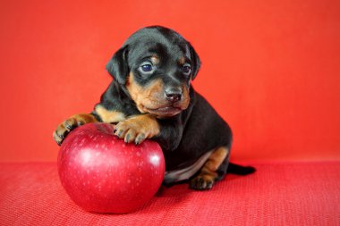 Miniature Pinscher Puppy clipart