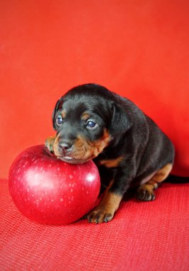 Miniature Pinscher Puppy clipart