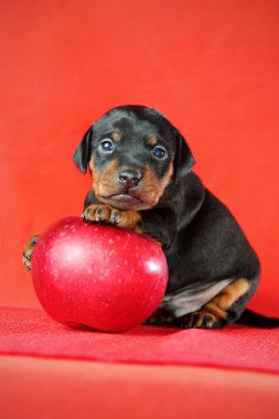 minyatür pinscher köpek yavrusu