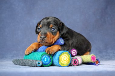 minyatür pinscher köpek yavrusu