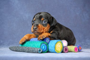 minyatür pinscher köpek yavrusu