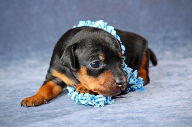 minyatür pinscher köpek yavrusu