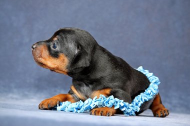 minyatür pinscher köpek yavrusu