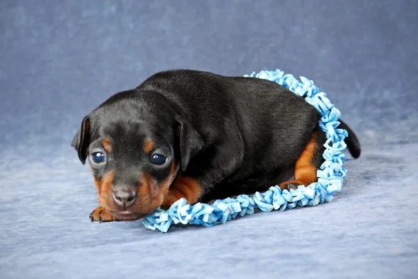 Cachorro pinscher miniatura — Foto de Stock
