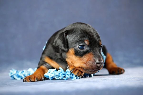 Cachorro pinscher miniatura —  Fotos de Stock